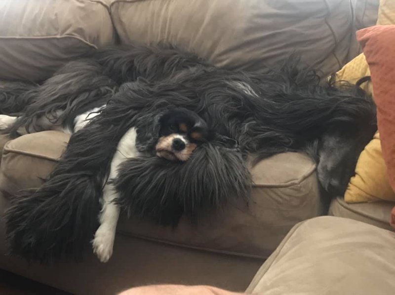 Blaze and Bella.jpg - 1401 K